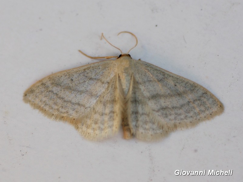 Geometridae da ID - Idaea subsericeata